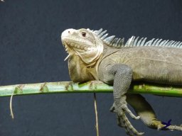 Tiergarten Schönbrunn am 03.10.2025